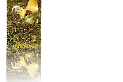 coq et son reflet