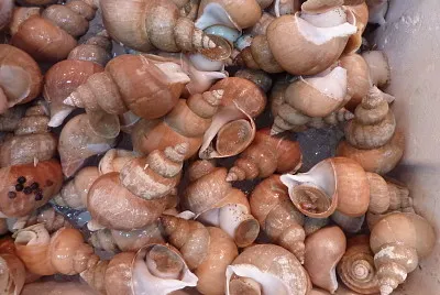 Japon - MarchÃ© aux poissons Tokyo