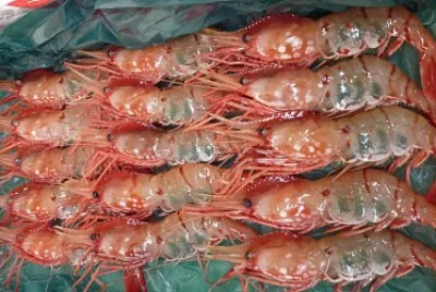 Japon - MarchÃ© aux poissons Tokyo