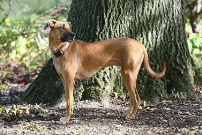 Black mouth cur