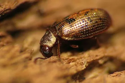 Derodontus esotericus