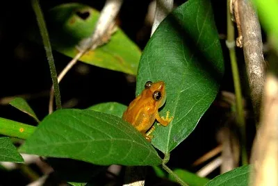 Llanero coqui