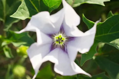 Datura jigsaw puzzle