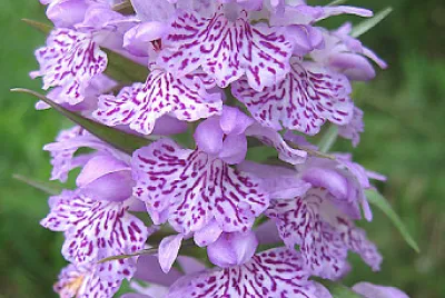 Dactylorhiza Maculata jigsaw puzzle