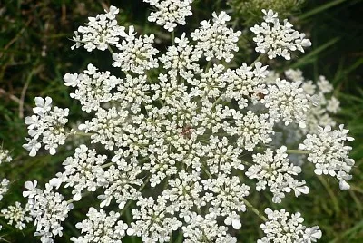 Daucus Carota