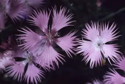 Diantus Monspessulanum jigsaw puzzle