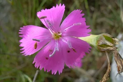 Diantus Sylvestris jigsaw puzzle