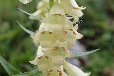 Digitalis Lutea jigsaw puzzle
