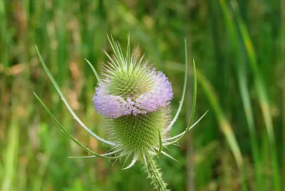 Dipsacus Follonum jigsaw puzzle