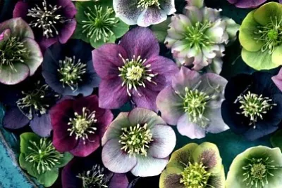 Elleboro jigsaw puzzle