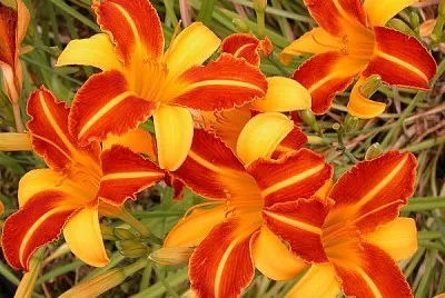 Emerocallide jigsaw puzzle