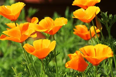 Escolzia jigsaw puzzle