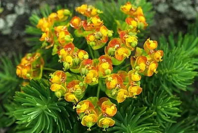 Euphorbia Cyparissias jigsaw puzzle