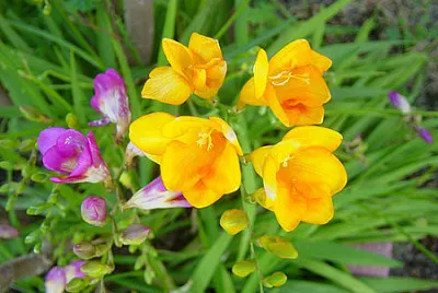 Fresia jigsaw puzzle