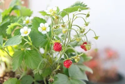 Fragaria Vesca jigsaw puzzle