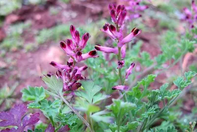 Fumaria Officinalis jigsaw puzzle