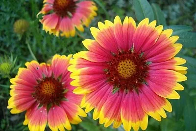 Gaillardia jigsaw puzzle