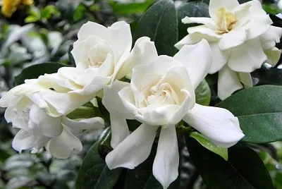 Gardenia jigsaw puzzle