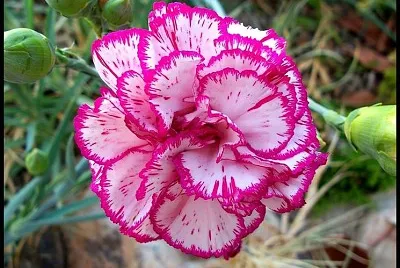 Garofano jigsaw puzzle