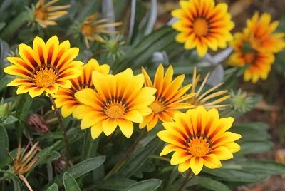 Gazania jigsaw puzzle