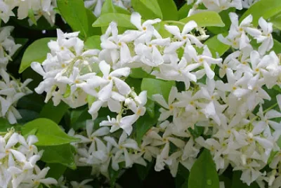 Gelsomino jigsaw puzzle