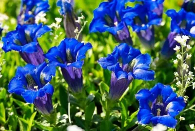 Genziana jigsaw puzzle