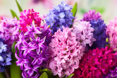 Giacinto jigsaw puzzle