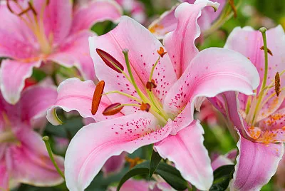 Giglio jigsaw puzzle