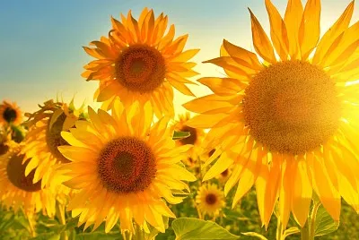 Girasole jigsaw puzzle