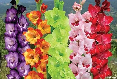 Gladiolo jigsaw puzzle