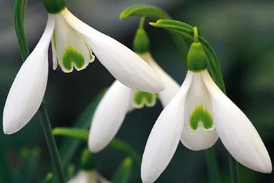 Galanthus Atkinsii (nivalis) jigsaw puzzle
