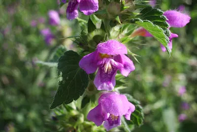 Galeopsis Tetrahit jigsaw puzzle