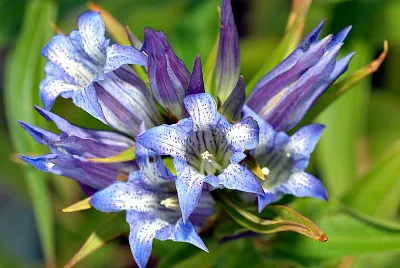 Gentiana Asclepiadea jigsaw puzzle