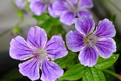 Geranium Nodosum jigsaw puzzle
