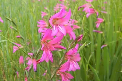 Gladiolus Italicus jigsaw puzzle