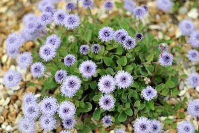 Globularia Incanescens jigsaw puzzle