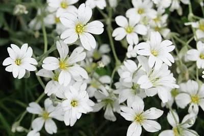Gypsophita Oldamiana jigsaw puzzle