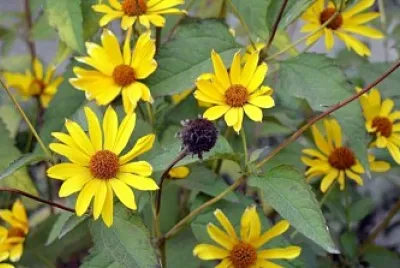 Helianthus Tuberosus jigsaw puzzle