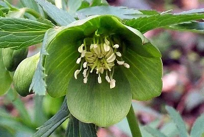 Helleborus Viridis jigsaw puzzle