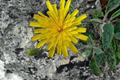 Hieracium Murorum jigsaw puzzle