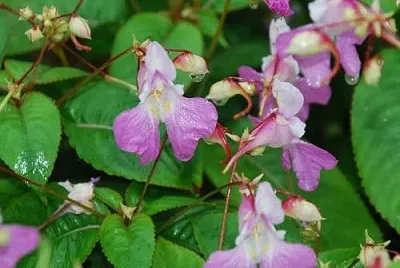 Impatiens Balfourii jigsaw puzzle