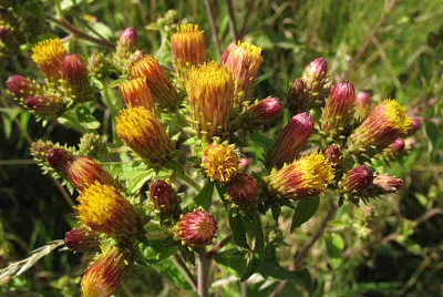 Inula Conyzae jigsaw puzzle