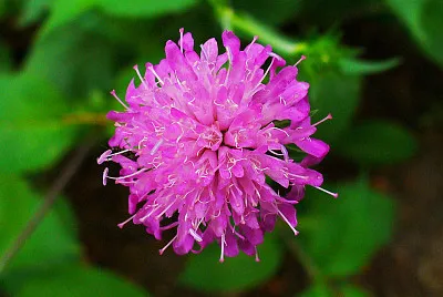 Knautia Drymeia jigsaw puzzle