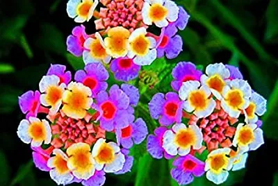 Lantana jigsaw puzzle