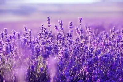 Lavanda jigsaw puzzle