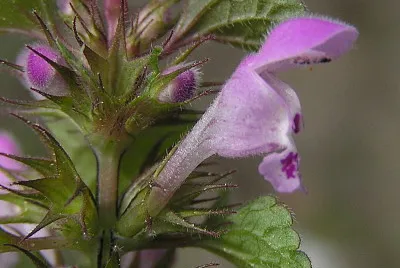 Lamium Purpureum jigsaw puzzle