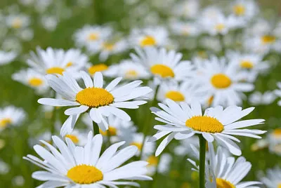 Leucanthemum Vulgaris jigsaw puzzle