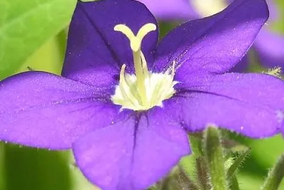 Legousia Speculum Ven. jigsaw puzzle