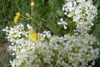 Lepidum Draba jigsaw puzzle