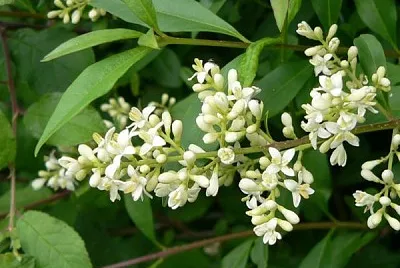 Ligustrum Vulgaris jigsaw puzzle